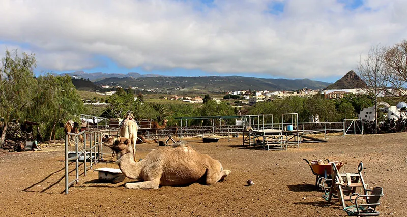 A dromedary kneeling in the packed-earth enclosure at Camel Park, with houses and hills behind