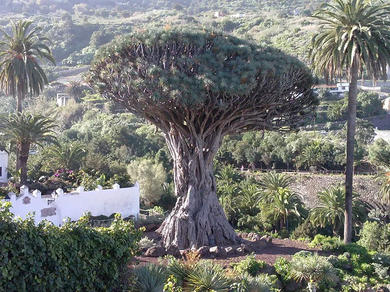 The Drago Milenario de Icod with its umbrella-shaped crown among palms and gardens
