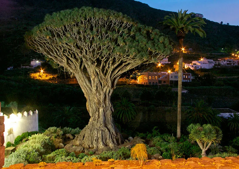 The Drago Milenario de Icod lit up in the evening, with house lights on the hillside