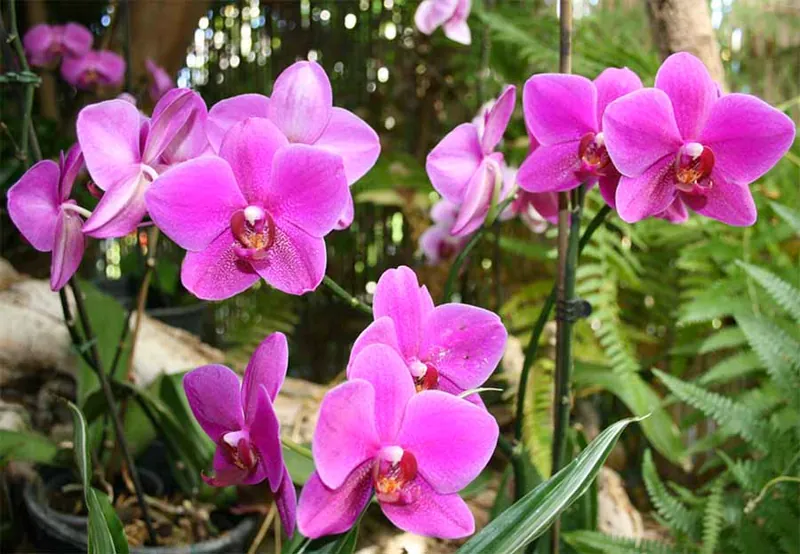 Fuchsia-pink orchids among the ferns of the Jardín Sitio Litre in Puerto de la Cruz