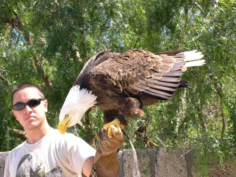 A young man with a bald eagle on his falconry glove at Las Águilas Jungle Park