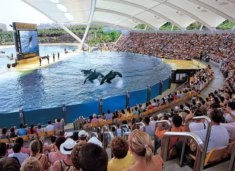 Orcas leaping in front of spectators in the stands during the show at Loro Parque