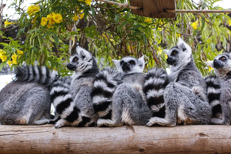 Ring-tailed lemurs sitting in a row on a log beneath yellow flowers at Monkey Park