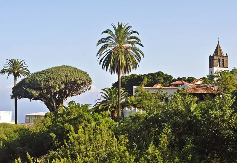 A dragon tree and palms in Parque del Drago, with a church bell tower