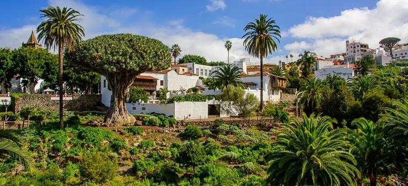 A dragon tree, palms and Canarian plants in Parque del Drago, with white houses behind