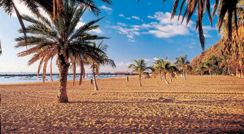 Palm trees on the golden sand of Playa de Las Teresitas under a blue sky