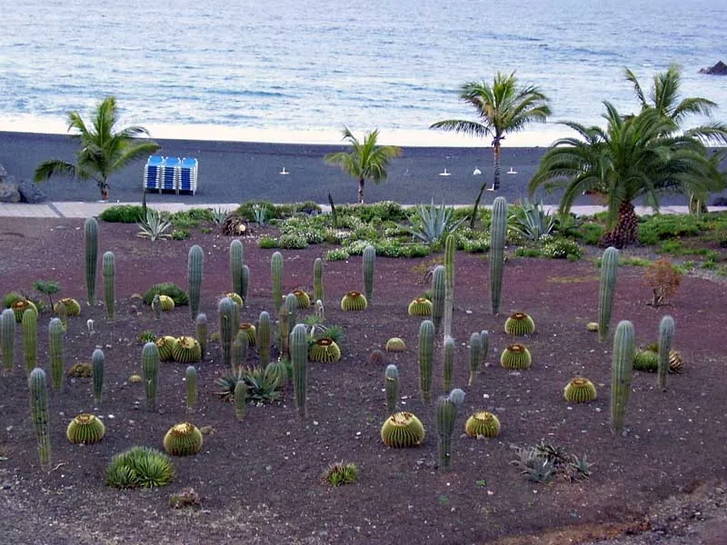 Cactus and palm garden in front of Playa Jardín’s black sand, Puerto de la Cruz
